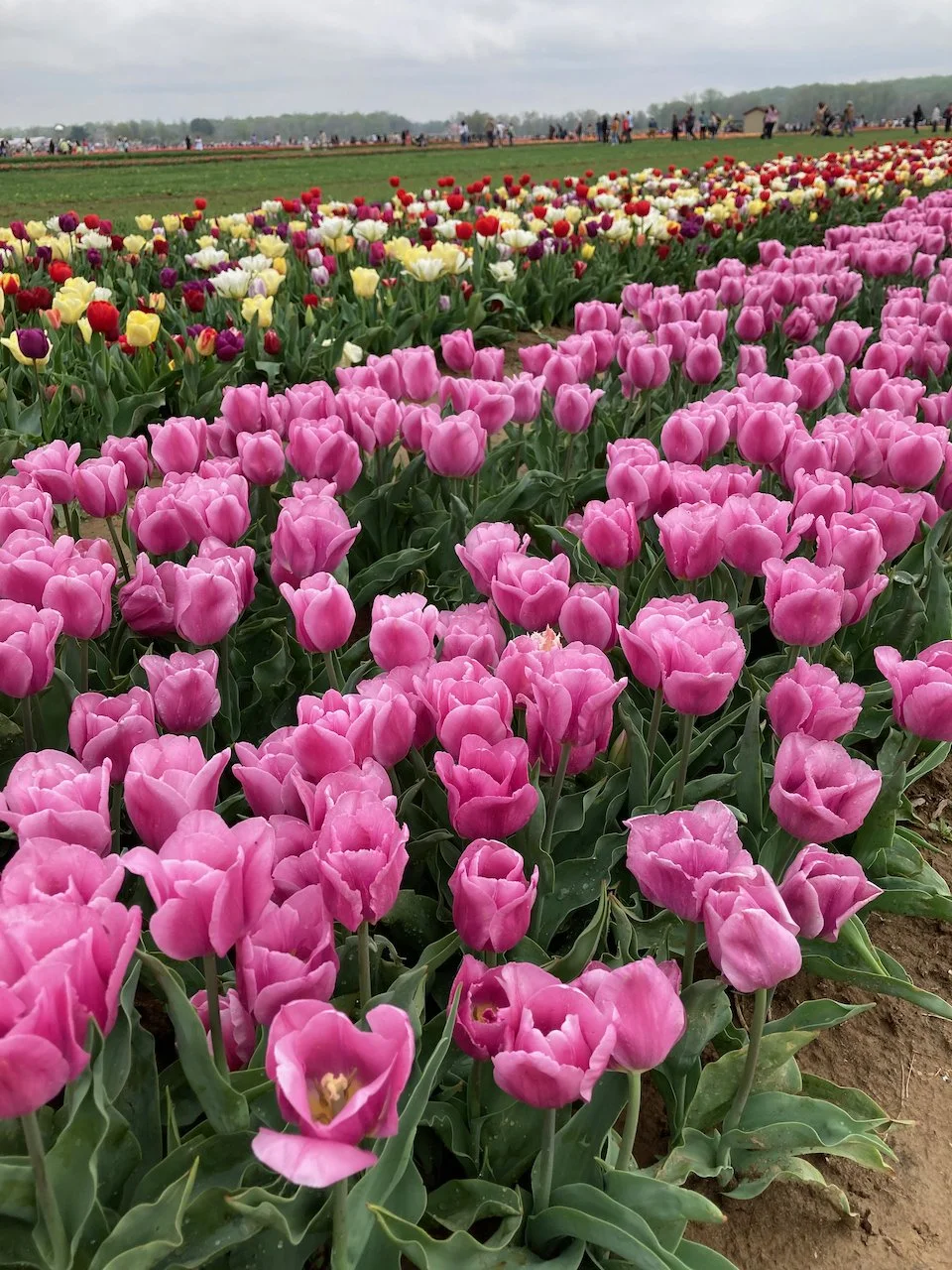 Tulip Farm in New Jersey — LIZ HEATHER